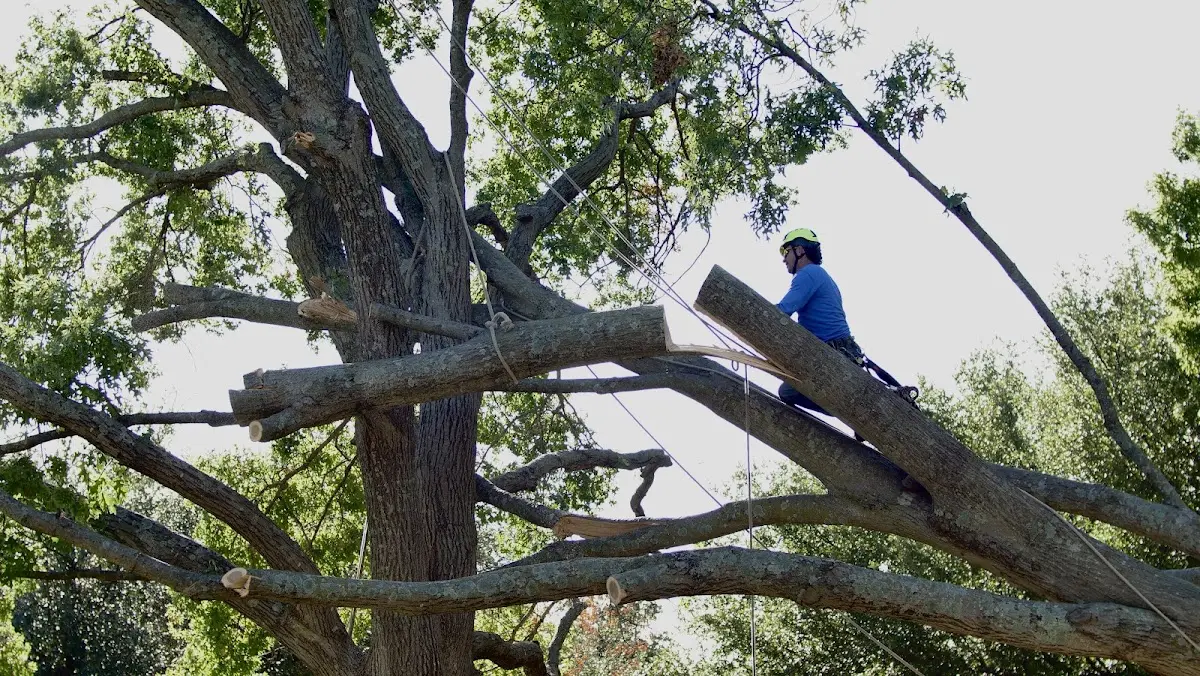Professional Hazardous Tree Removal performed by certified arborists in Dewitt